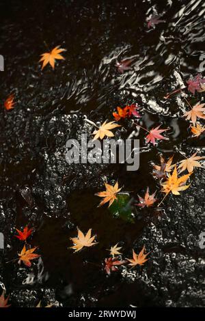 Herbstlich gefallene japanische Ahornblätter schweben in einem Wasserstrom über einer Felsoberfläche Stockfoto