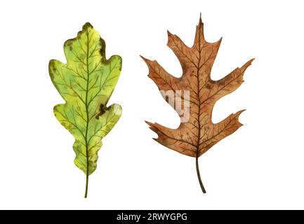 Eine Reihe von herbstlichen Eichenblättern, handgezeichnete Aquarellillustration isoliert auf weißem Hintergrund. Zur Gestaltung von Mustern, Textilien, Aufklebern, Ansichtskarten Stockfoto