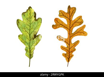 Eine Reihe von herbstlichen Eichenblättern, handgezeichnete Aquarellillustration isoliert auf weißem Hintergrund. Zur Gestaltung von Mustern, Textilien, Aufklebern, Ansichtskarten, gr Stockfoto