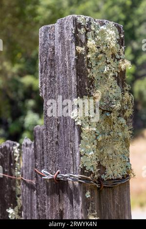 Ein alter hölzerner Zaunpfahl mit vielen Flechten, die darauf wachsen. Ein unscharfes grünes Büschen befindet sich hinter dem Pfosten. Ein verdrehter Draht befindet sich um die Unterseite. Stockfoto