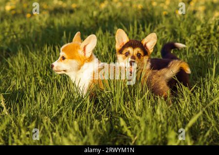 Porträt von zwei hübschen kleinen jungen braunen weißen Hunden waliser pembroke Corgis, die an sonnigen Tagen auf hohem grünem Gras im Park Field Yard spielen. PET l Stockfoto