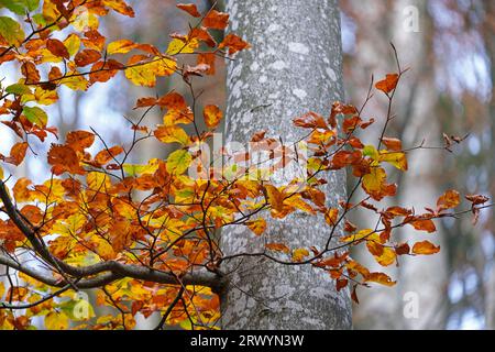 Herbstzeit, farbenfroher Herbst, farbenfrohe Buchen, Fagus sylvatica Stockfoto