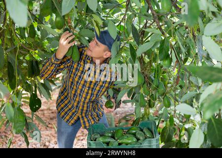 Positiver Gärtner, der Avocados von grünen Blattbäumen pflückt Stockfoto