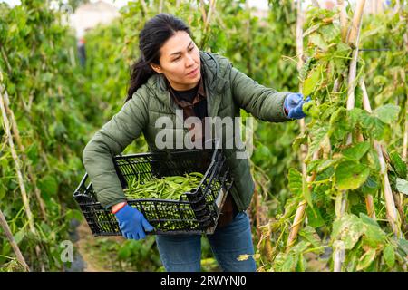 Landwirtin, die Erbsen oder Bohnen auf dem Feld erntet Stockfoto