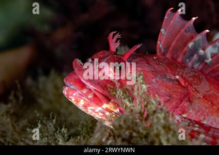 Scorpaenichthys marmoratus, juveniles Cabezon Stockfoto