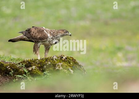 Bonellis Adler (Aquila fasciata) thront auf moosigem Felsen. Andalusien, Spanien. Stockfoto