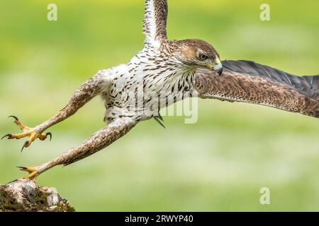 Bonellischer Adler (Aquila fasciata), der von einem seiner Barsche abhebt. Sierra Morena, Andalusien, Spanien. Stockfoto