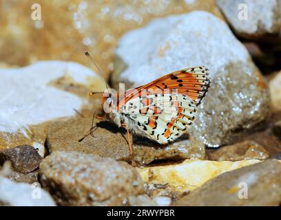 Fleckenfritillary (Melitaea didyma), sitzend auf dem Boden, Frankreich, Provence Stockfoto