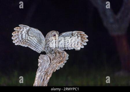 Eurasischer Braunkauz (Strix aluco), landete auf einem toten Baum, Spanien, Extremadura, Salorino Stockfoto