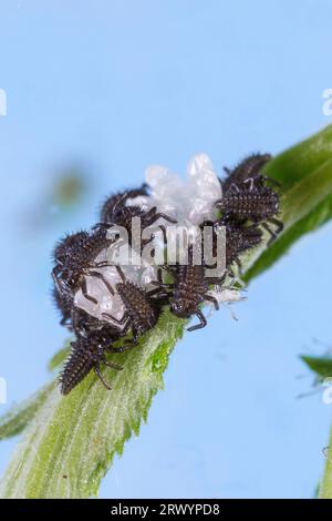 Mehrfarbiger asiatischer Käfer, Harlekin, asiatischer Damenkäfer, Halloween-Käfer (Harmonia axyridis), Larven schlüpfen auf Wiesensüß, Deutschland Stockfoto