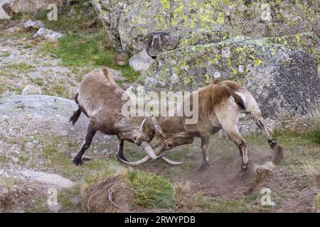 Spanischer Steinböck (Capra pyrenaica, Capra ibex pyrenaica), zwei Männchen kämpfen, Spanien, Sierra de Gredos Stockfoto