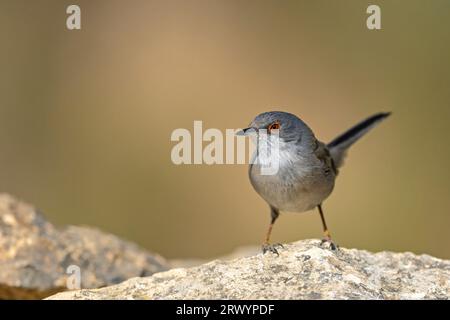 sardinischer Spießer (Sylvia melanocephala), weiblich auf einem Stein, Spanien, Losa del Obispo Stockfoto