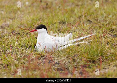 arktische Seeschwalbe (Sterna paradisaea), Zucht, Island, Rangar?ing Eystra Stockfoto