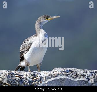 Mediterraner Hirsch (Phalacrocorax aristotelis desmarestii, Phalacrocorax desmarestii), juvenile, France, Hyeres Stockfoto