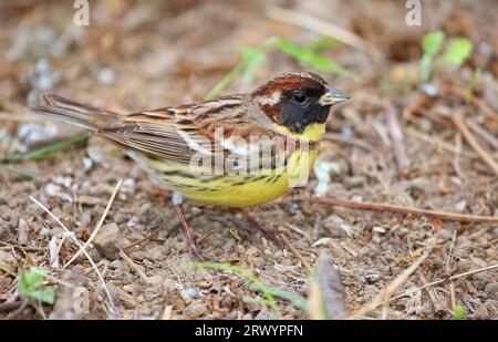 Gelbbreasted bunting (Emberiza aureola), sitzend auf dem Boden, Südkorea, HeuksanDo Stockfoto