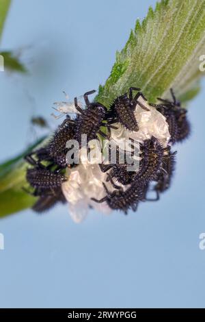 Mehrfarbiger asiatischer Käfer, Harlekin, asiatischer Damenkäfer, Halloween-Käfer (Harmonia axyridis), Larven schlüpfen auf Wiesensüß, Deutschland Stockfoto