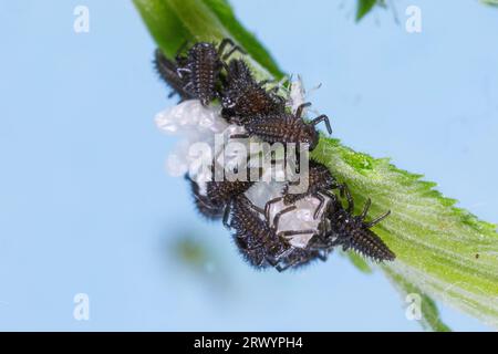 Mehrfarbiger asiatischer Käfer, Harlekin, asiatischer Damenkäfer, Halloween-Käfer (Harmonia axyridis), Larven schlüpfen auf Wiesensüß, Deutschland Stockfoto