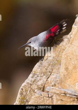 Wallcreeper (Tichodroma muraria), an der Klippe, Italien, Toskana Stockfoto