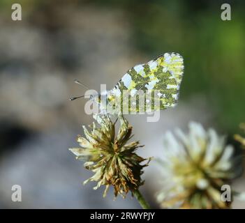 Dappled White, Western Dappled White (Euchloe crameri), sitzend auf Klee, Frankreich, Hautes-Alpes Stockfoto