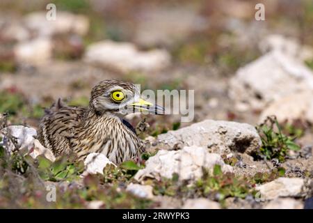 Steincurlew (Burhinus oedicnemus), Brutgebiet in der Halbwüste, Kanarische Inseln, Lanzarote Stockfoto