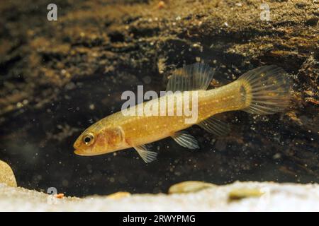 östlicher Mudminnow (Umbra pygmaea), Seitenansicht Stockfoto