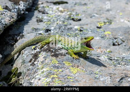 Ocellated Eidechse, Ocellated Green Eidechse, Eyed Eidechse, Jewelled Eidechse (Timon lepidus, Lacerta lepida), männlich auf Felsen liegend mit offenem Mund, Spanien, Stockfoto