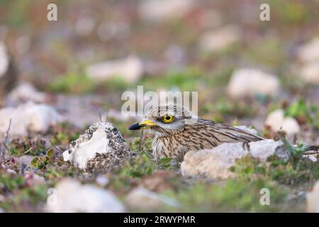 Steincurlew (Burhinus oedicnemus), Brutgebiet in der Halbwüste, Kanarische Inseln, Lanzarote Stockfoto