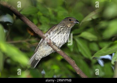 Zahn-Kübelvogel, Stagemaker-Kügelvogel, Zahn-Kügelvogel (Scenopoeetes dentirostris, Ailuroedus dentirostris), auf einem Ast sitzend, Stockfoto