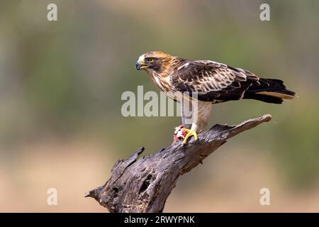 Seeadler (Hieraaetus pennatus, Aquila pennata), leichte Form, die auf einem toten Baum sitzt, Spanien, Extremadura, Salorino Stockfoto