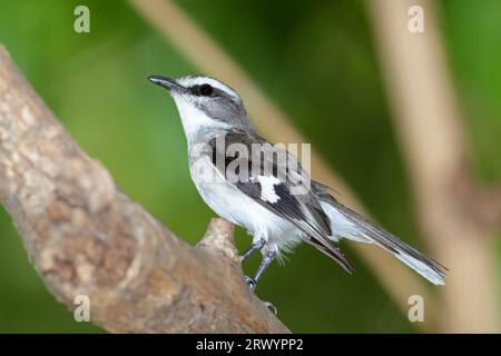 Weißbrauen-robin (Poecilodryas superciliosa), sitzt auf einem Zweig, Australien, Cromarty Stockfoto