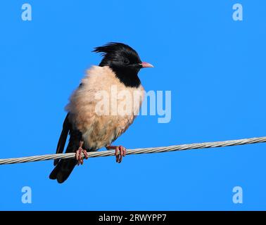 Rosafarbener Stern (Pastor roseus, Sturnus roseus), sitzt auf einem Draht, Frankreich, Alpes-de-Haute-Provence Stockfoto