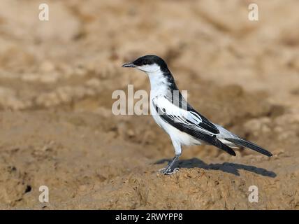 White-Winged Triller (Lalage Tricolor), stehend auf dem Boden, Australien, Queensland Stockfoto