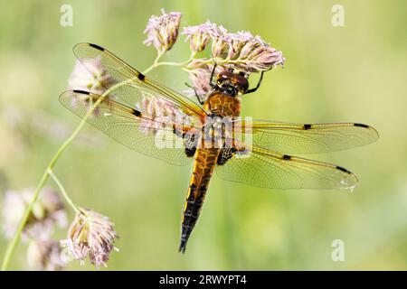 Vierfleckige libellula, Vierfleckige Chaser, Vierfleckige (Libellula quadrimaculata), Rüde auf Gras, Deutschland, Bayern Stockfoto