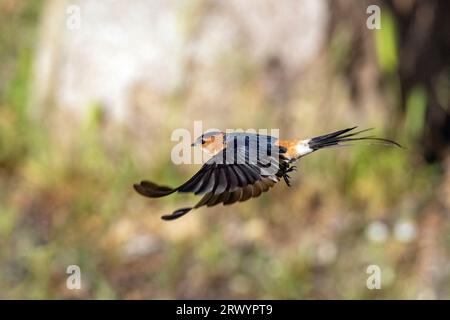 Rotschwalbe (Hirundo daurica, Cecropis daurica), im Flug, Seitenansicht, Spanien, Andalusien, Sierra de Andujar Nationalpark Stockfoto