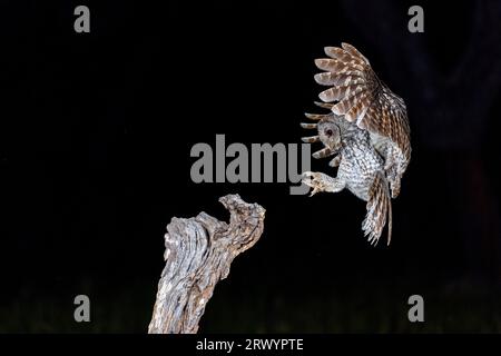 Eurasischer Braunkauz (Strix aluco), landete auf einem toten Baum, Spanien, Extremadura, Salorino Stockfoto