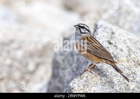 Rockbunting (Emberiza cia), männlicher sitzender Fels, Spanien, Sierra de Gredos Stockfoto