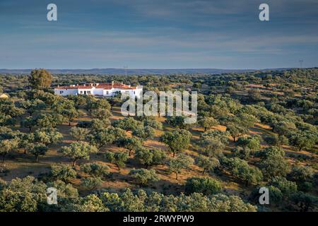 Holm Eiche, Evergreen Eiche, Holly Eiche, Evergreen Eiche (Quercus ilex), Finca in A Holm Eiche Dehesa, Spanien, Extremadura, Monfrague Nationalpark, Torrejon Stockfoto