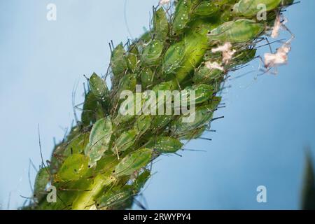 Pelargonium-Blattläuse (Acyrthosiphon malvae, Acyrthosiphon pelargonii, Aphis umbrella, Aphis malvae), Kolonie bei Mädesüß, Deutschland, Bayern, Isental Stockfoto