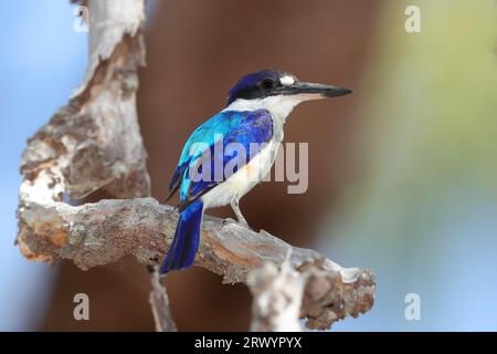 Forest kingfisher, Macleay's kingfisher, Blue kingfisher (Todiramphus macleayii, Halcyon macleayii), auf einem Zweig sitzend, Australien, Queensland, Stockfoto