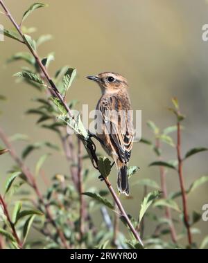 Stejnegers Stonechat, Amur stonechat (Saxicola stejnegeri), sitzt auf einem Zweig, Mongolei, Ikh Nart Nature Reserve Stockfoto