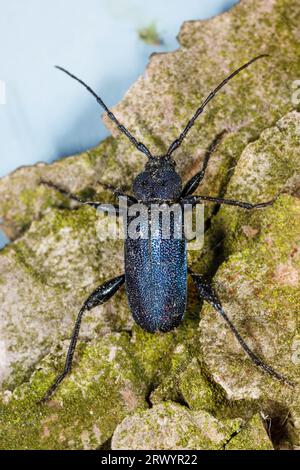 Violetter Tannengardenkäfer, Longhornkäfer, Langhornkäfer (Callidium violaceum), weiblich, Deutschland, Bayern Stockfoto