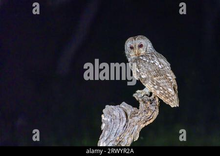 Eurasischer Braunkauz (Strix aluco), sitzt auf einem toten Baum, Spanien, Extremadura, Salorino Stockfoto