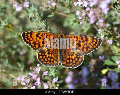 knapweed-Fritillary (Melitaea phoebe), sitzend auf Blumen, Frankreich Stockfoto