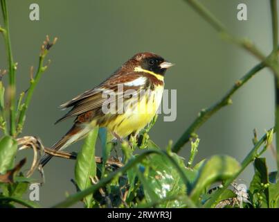 Gelbbrüstige Bunte (Emberiza aureola), männlicher Mann sitzt auf einem Zweig, Südkorea, Insel HeuksanDo Stockfoto