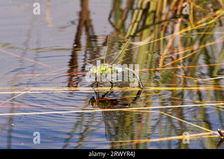 Green Hawker (Aeshna viridis, Aeschna viridis), weiblich bei Eiablage, Deutschland, Bayern, Eggstaett-Hemhofer Seenplatte Stockfoto