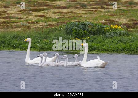 Singschwan (Cygnus Cygnus), Paar mit Küken auf Wasser, Island, Seljalandsfoss Stockfoto