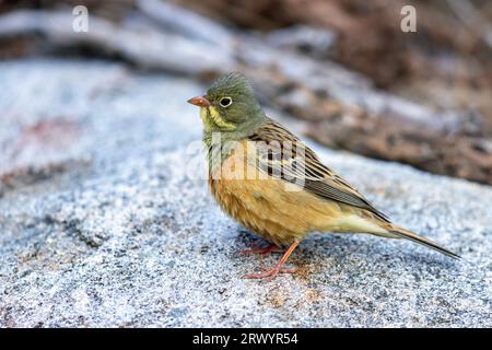 Ortolan Bunting (Emberiza hortulana), männlich auf einem Stein stehend, Spanien, Sierra de Gredos Stockfoto