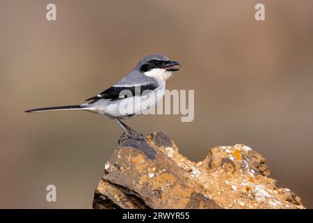 Grauer Schrike (Lanius excubitor koenigi, Lanius koenigi) auf einem Felsen mit offenem Schnabel, Kanarische Inseln, Lanzarote, Guatiza Stockfoto