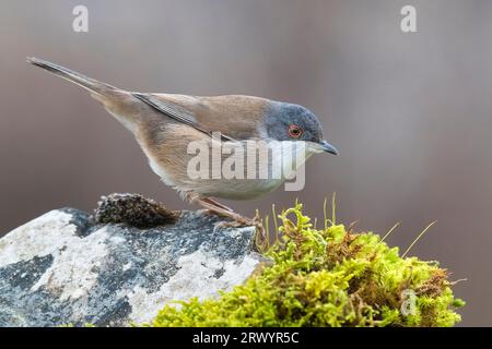 sardischer Zwerg (Sylvia melanocephala), Weibchen auf moosbedecktem Felsen, Italien, Toskana Stockfoto