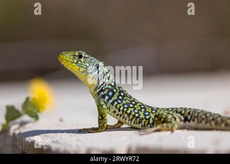 Ocellated Eidechse, Ocellated Green Eidechse, Eyed Eidechse, Jewelled Eidechse (Timon lepidus, Lacerta lepida), Sonnenbaden am Boden, Spanien, Sierra de Stockfoto